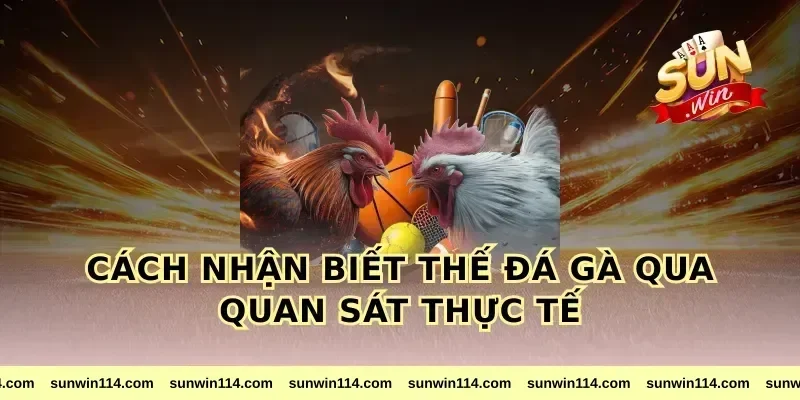 Cách Nhận Biết Thế Đá Gà Qua Quan Sát Thực Tế
