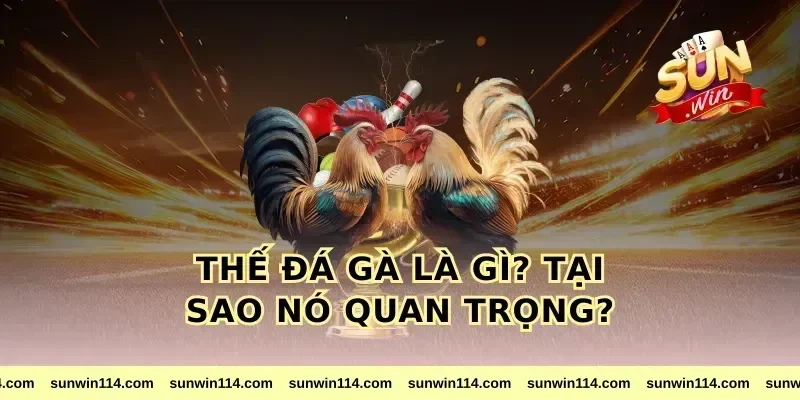 Thế Đá Gà Là Gì? Tại Sao Nó Quan Trọng?